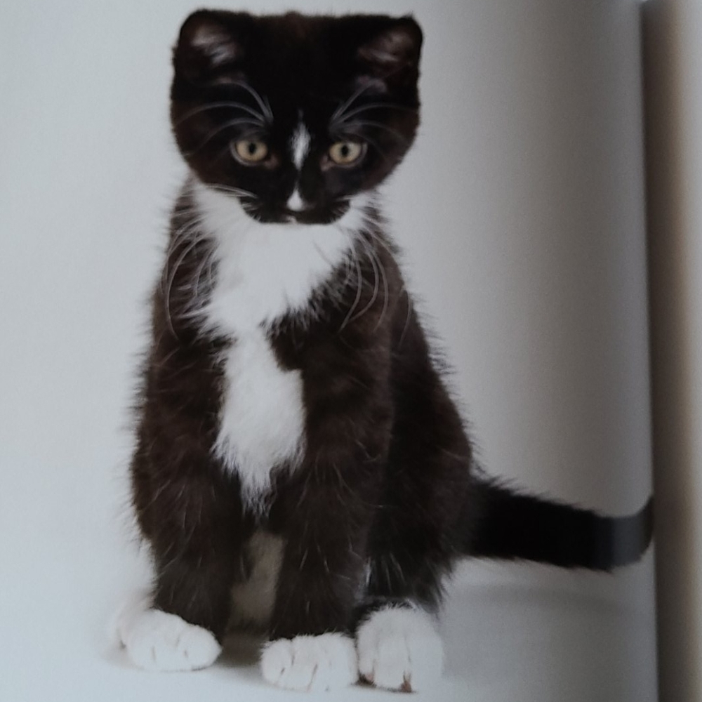Book "Shelter Cats" by Michael Kloth - Picture 10 of 12